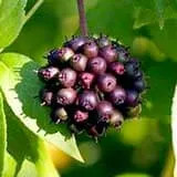 Pharaoh's Nectar™ Eleuthero Root