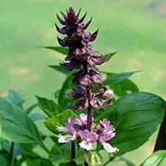 Pharaoh's Nectar™ Sacred Licorice Root