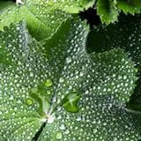 Pharaoh's Nectar™ Lady's Mantle Herb
