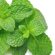 Pharaoh's Nectar™ Pure Peppermint Oil