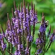 Pharaoh's Nectar™ Egyptian Blue Vervain